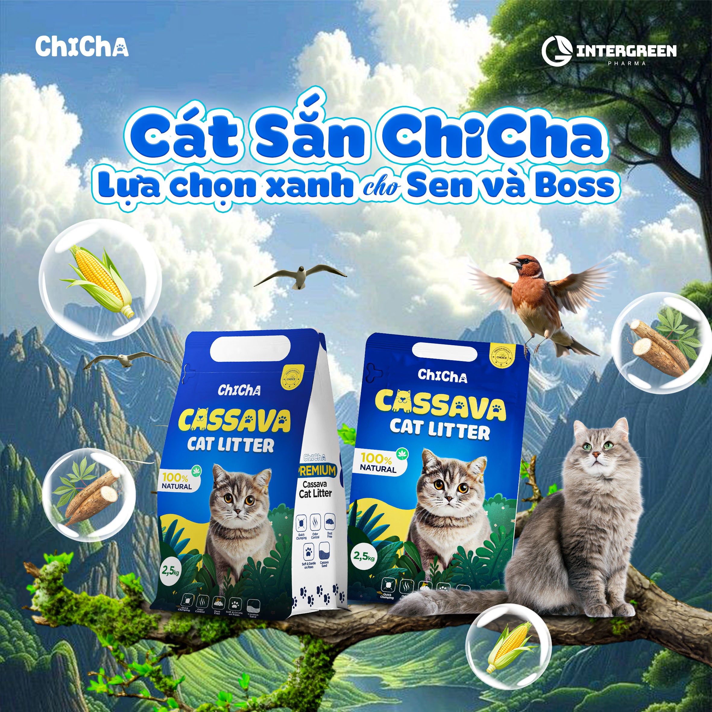 Cát Sắn Chicha Siêu Vón Cục, Không Mùi, Không Bụi, Không bết đáy Cassava Cat litter 2,5kg